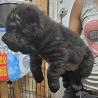 Black bear coat girl, a female Chinese Shar-Pei for sale in West Palm Beach, FL – Photo 5 of 10