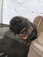 Bear coat blue girl, a female Chinese Shar-Pei for sale in Atlanta, GA – 7 of 10