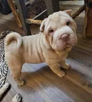 Albino cream girl, a female Chinese Shar-Pei for sale in Atlanta, GA – 9 of 10