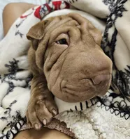 Horse coat light chocolate boy, a male Chinese Shar-Pei for sale in Ellijay, GA – Photo 3 of 4