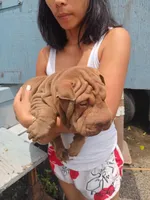 Horse coat light chocolate boy, a male Chinese Shar-Pei for sale in Ellijay, GA – Photo 2 of 4