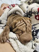 Horse coat light chocolate boy, a male Chinese Shar-Pei for sale in Ellijay, GA – Photo 4 of 4