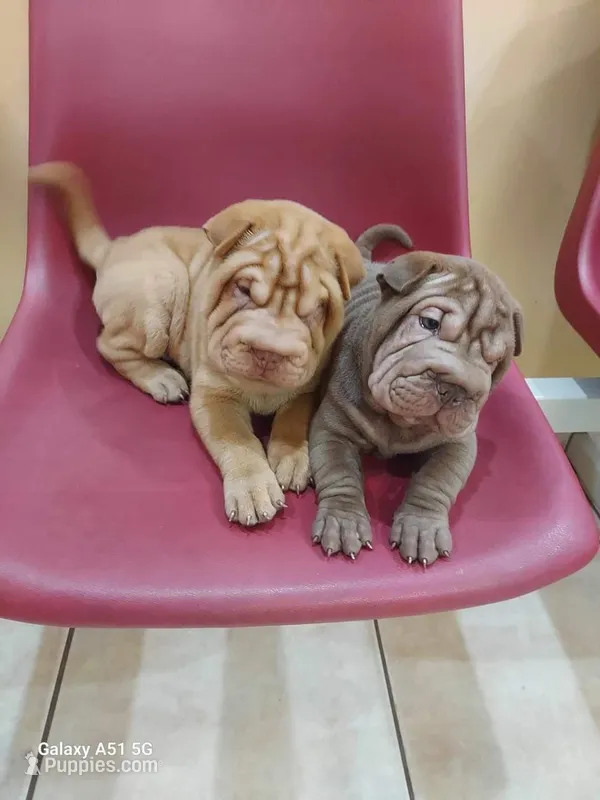 Horse coat light chocolate boy, a male Chinese Shar-Pei for sale in Ellijay, GA – Photo 1 of 4