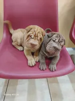 Horse coat light chocolate boy, a male Chinese Shar-Pei for sale in Ellijay, GA – Photo 1 of 4