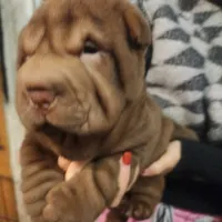 Chocolate dilute girl, a female Chinese Shar-Pei for sale in West Palm Beach, FL – Photo 3 of 8