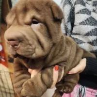 Chocolate dilute girl, a female Chinese Shar-Pei for sale in West Palm Beach, FL – Photo 6 of 8