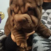 Chocolate dilute girl, a female Chinese Shar-Pei for sale in West Palm Beach, FL – Photo 4 of 8