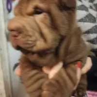 Chocolate dilute girl, a female Chinese Shar-Pei for sale in West Palm Beach, FL – Photo 7 of 8