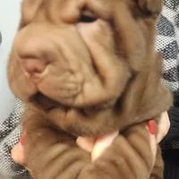 Chocolate dilute girl, a female Chinese Shar-Pei for sale in West Palm Beach, FL – Photo 5 of 8