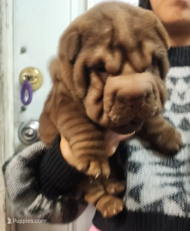 Chocolate dilute girl