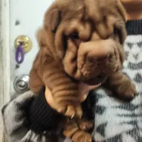 Chocolate dilute girl, a female Chinese Shar-Pei for sale in West Palm Beach, FL – Photo 1 of 8