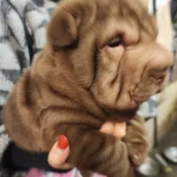 Chocolate dilute girl, a female Chinese Shar-Pei for sale in West Palm Beach, FL – Photo 8 of 8