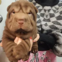 Chocolate dilute girl, a female Chinese Shar-Pei for sale in West Palm Beach, FL – Photo 2 of 8