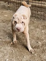 Albino champagne girl, a female Chinese Shar-Pei for sale in Atlanta, GA – 9 of 10