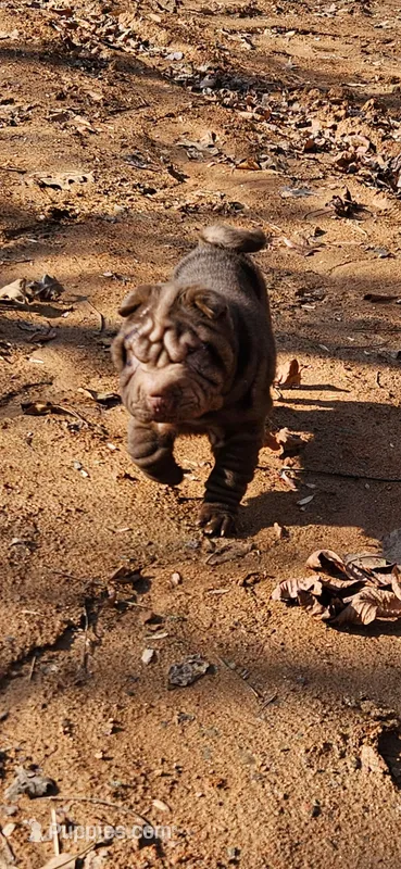 Chocolate dilute boy