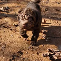 Chocolate dilute boy, a male Chinese Shar-Pei for sale in West Palm Beach, FL – Photo 1 of 10