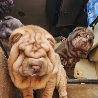 Chocolate dilute boy, a male Chinese Shar-Pei for sale in West Palm Beach, FL – Photo 10 of 10