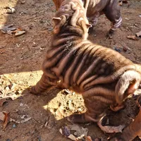 Chocolate dilute boy, a male Chinese Shar-Pei for sale in West Palm Beach, FL – Photo 4 of 10
