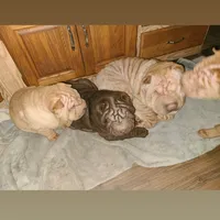 Chocolate dilute boy, a male Chinese Shar-Pei for sale in West Palm Beach, FL – Photo 2 of 10