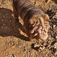 Chocolate dilute boy, a male Chinese Shar-Pei for sale in West Palm Beach, FL – Photo 3 of 10