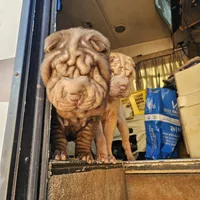 Chocolate dilute boy, a male Chinese Shar-Pei for sale in West Palm Beach, FL – Photo 7 of 10