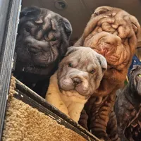 Chocolate dilute boy, a male Chinese Shar-Pei for sale in West Palm Beach, FL – Photo 9 of 10