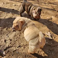 Chocolate dilute boy, a male Chinese Shar-Pei for sale in West Palm Beach, FL – Photo 8 of 10