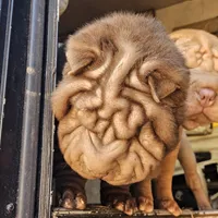 Chocolate dilute boy, a male Chinese Shar-Pei for sale in West Palm Beach, FL – Photo 5 of 10