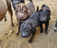 Satin black boy and girl, a male Chinese Shar-Pei for sale in Ellijay, GA – Photo 1 of 10