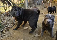 Satin black boy and girl, a male Chinese Shar-Pei for sale in Ellijay, GA – Photo 4 of 10