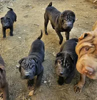 Satin black boy and girl, a male Chinese Shar-Pei for sale in Ellijay, GA – Photo 8 of 10