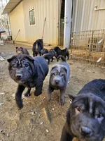 Satin black boy and girl, a male Chinese Shar-Pei for sale in Ellijay, GA – Photo 3 of 10
