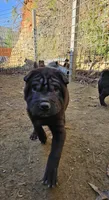 Satin black boy and girl, a male Chinese Shar-Pei for sale in Ellijay, GA – Photo 6 of 10