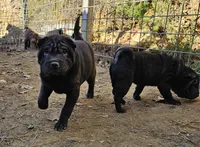 Satin black boy and girl, a male Chinese Shar-Pei for sale in Ellijay, GA – Photo 2 of 10