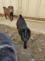 Satin black boy and girl, a male Chinese Shar-Pei for sale in Ellijay, GA – Photo 10 of 10