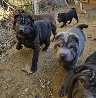 Satin black boy and girl, a male Chinese Shar-Pei for sale in Ellijay, GA – Photo 5 of 10