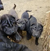 Satin black boy and girl, a male Chinese Shar-Pei for sale in Ellijay, GA – Photo 7 of 10