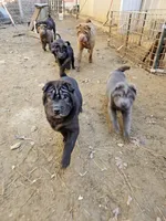 Satin black boy and girl, a male Chinese Shar-Pei for sale in Ellijay, GA – Photo 9 of 10