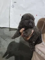 Bear coat blue girl, a female Chinese Shar-Pei for sale in Atlanta, GA – 8 of 10