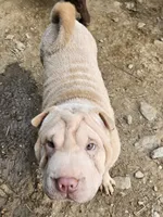 Albino champagne girl, a female Chinese Shar-Pei for sale in Atlanta, GA – 8 of 10