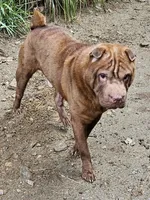 Blue , a male Chinese Shar-Pei for sale in Atlanta, GA – 1 of 5