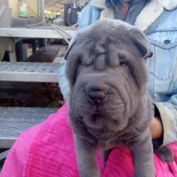 Blue boy, a male Chinese Shar-Pei for sale in West Palm Beach, FL – Photo 6 of 9