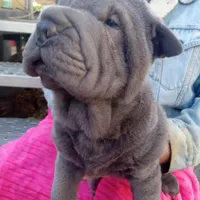 Blue boy, a male Chinese Shar-Pei for sale in West Palm Beach, FL – Photo 7 of 9