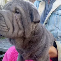 Blue boy, a male Chinese Shar-Pei for sale in West Palm Beach, FL – Photo 8 of 9