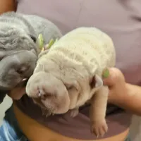 Blue boy, a male Chinese Shar-Pei for sale in West Palm Beach, FL – Photo 3 of 9