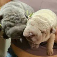 Blue boy, a male Chinese Shar-Pei for sale in West Palm Beach, FL – Photo 2 of 9