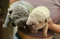 processed/f857a35f-a2db-4894-9609-5e60acbea6d5/listing/d06c57cc-2ebd-45e1-8e67-631aa682d723/ab942abe-ed76-4deb-8011-44771627bea2