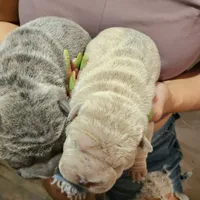 Blue boy, a male Chinese Shar-Pei for sale in West Palm Beach, FL – Photo 5 of 9