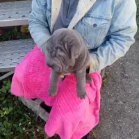 Blue boy, a male Chinese Shar-Pei for sale in West Palm Beach, FL – Photo 9 of 9