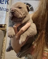 Blue girl, a female Chinese Shar-Pei for sale in Atlanta, GA – 6 of 9